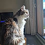 Plume participe au concours pour gagner de l'argent avec cette photo : cat, fluffy_fur, indoor, sunlight, window, wooden_surface, curtain, floor, carpet, pet, domestic_animal, side_view, looking_outside, daylight, bright, feline, whiskers, ears, tail, relaxed