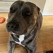Chaos joined the competition — help win amazing prizes! dog, brindle_dog, pit_bull_type, pet, animal, close_up, portrait, indoors, wooden_floor, home, white_chest, short_hair, brown_coat, black_nose, brown_eyes, lying_down, front_view, dog_toy, colorful_toy, cute