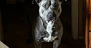 Chaos joined the competition — help win amazing prizes! dog, gray_dog, pit_bull, pet, animal, portrait, standing, indoors, doorway, hallway, bedroom, wooden_furniture, cabinet, blanket, bed, floor, shadow, dramatic_lighting, front_facing, serious_expression