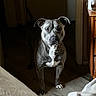 dog, gray_dog, pit_bull, pet, animal, portrait, standing, indoors, doorway, hallway, bedroom, wooden_furniture, cabinet, blanket, bed, floor, shadow, dramatic_lighting, front_facing, serious_expression