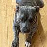 Chaos is registered to the contest to win money with this photo: dog, canine, gray_dog, lying_down, wooden_floor, indoor, pet, short_coat, muscular, front_paws, claws, floppy_ears, looking_at_camera, portrait, close_up, floor, home, animal, companion, funny_pose