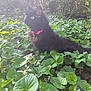 cat, black_cat, animal, pet, collar, pink_collar, greenery, leaves, plants, outdoor, nature, sunlight, fur, mammal, whiskers, alert, sitting, forest_floor, daylight, closeup