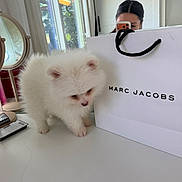 Alaska joined the competition — help win amazing prizes! dog, puppy, pomeranian, white_fur, fluffy, shopping_bag, marc_jacobs, mirror_selfie, mirror, person, smartphone, vanity, makeup_palette, window, natural_light, table, indoor, cute, reflection, pet