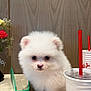 Alaska is registered to the contest to win money with this photo: puppy, dog, pomeranian, white_fur, fluffy, drink, cup, red_straw, table, flowers, vase, wood_panel, indoor, portrait, pet, small, close_up, adorable, beverage, countertop
