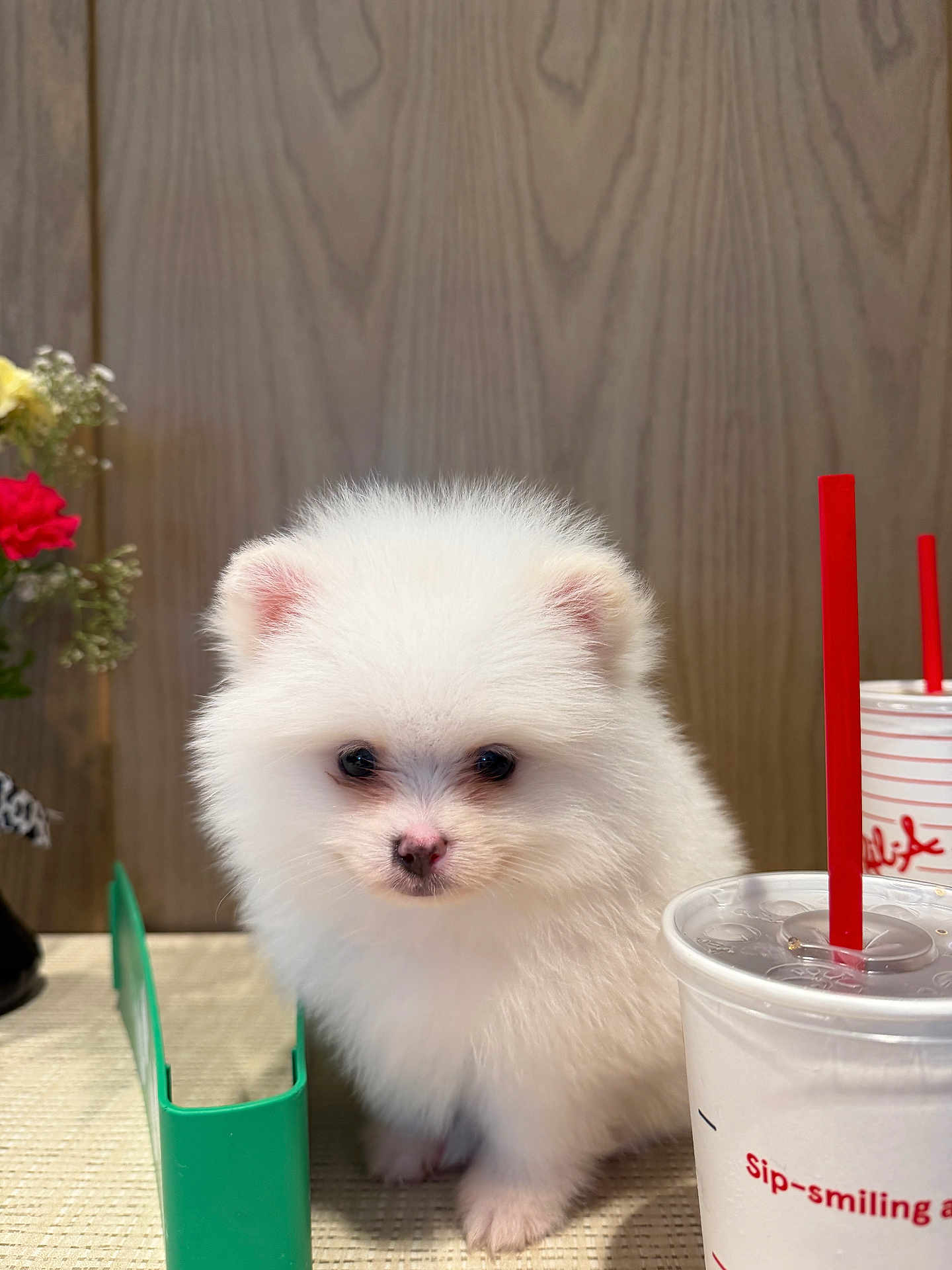 Alaska is registered to the contest to win money with this photo: puppy, dog, pomeranian, white_fur, fluffy, drink, cup, red_straw, table, flowers, vase, wood_panel, indoor, portrait, pet, small, close_up, adorable, beverage, countertop