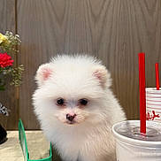 Alaska is registered to the contest to win money with this photo: puppy, dog, pomeranian, white_fur, fluffy, drink, cup, red_straw, table, flowers, vase, wood_panel, indoor, portrait, pet, small, close_up, adorable, beverage, countertop