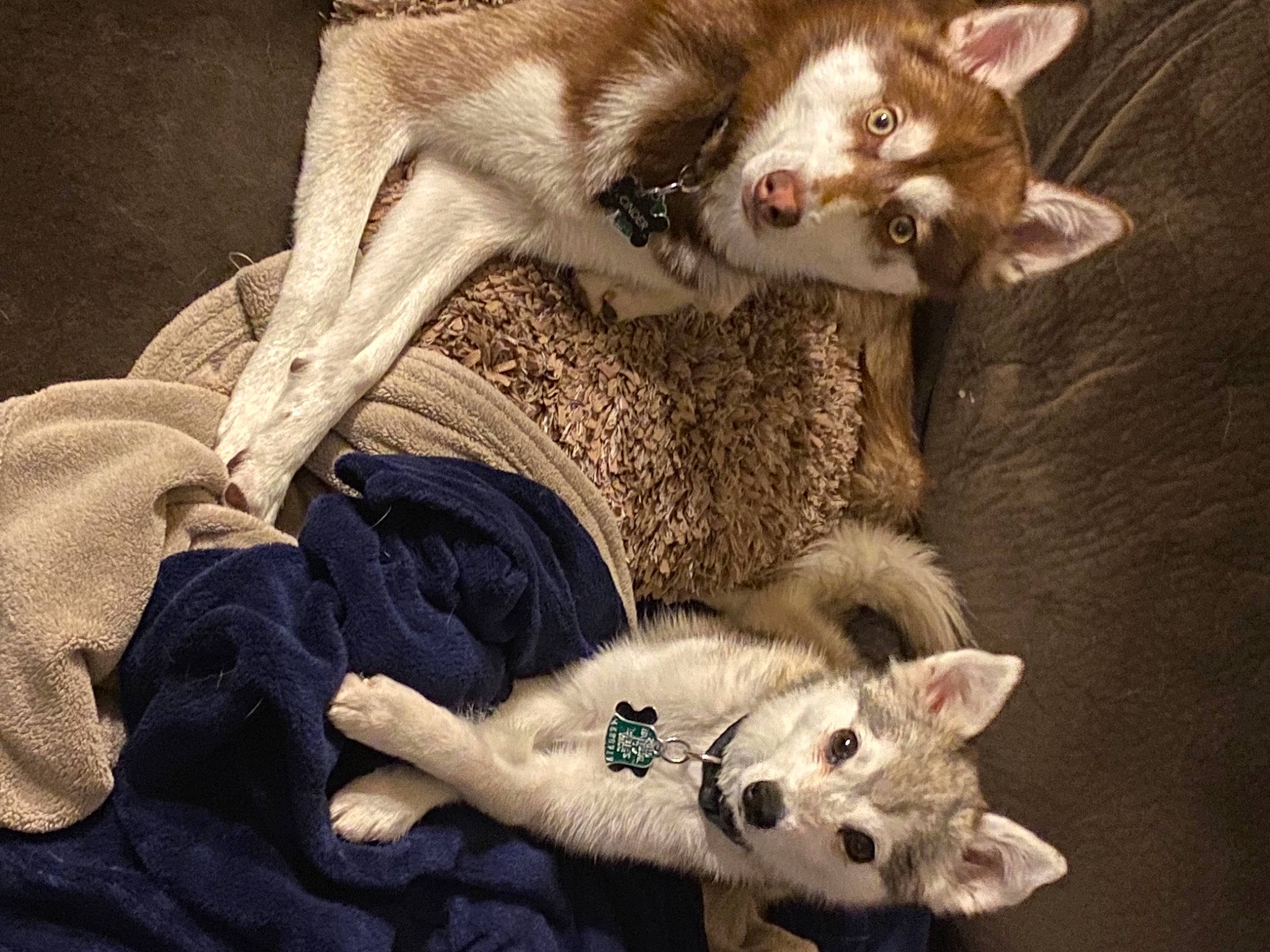 Ashlyn is registered to the contest to win money with this photo: canidae, carnivore, cat, comfort, companion_dog, couch, dog_breed, domestic_short_haired_cat, fawn, felidae, fur, linens, nap, paw, small_to_medium_sized_cats, snout, sporting_group, tail, terrestrial_animal, whiskers