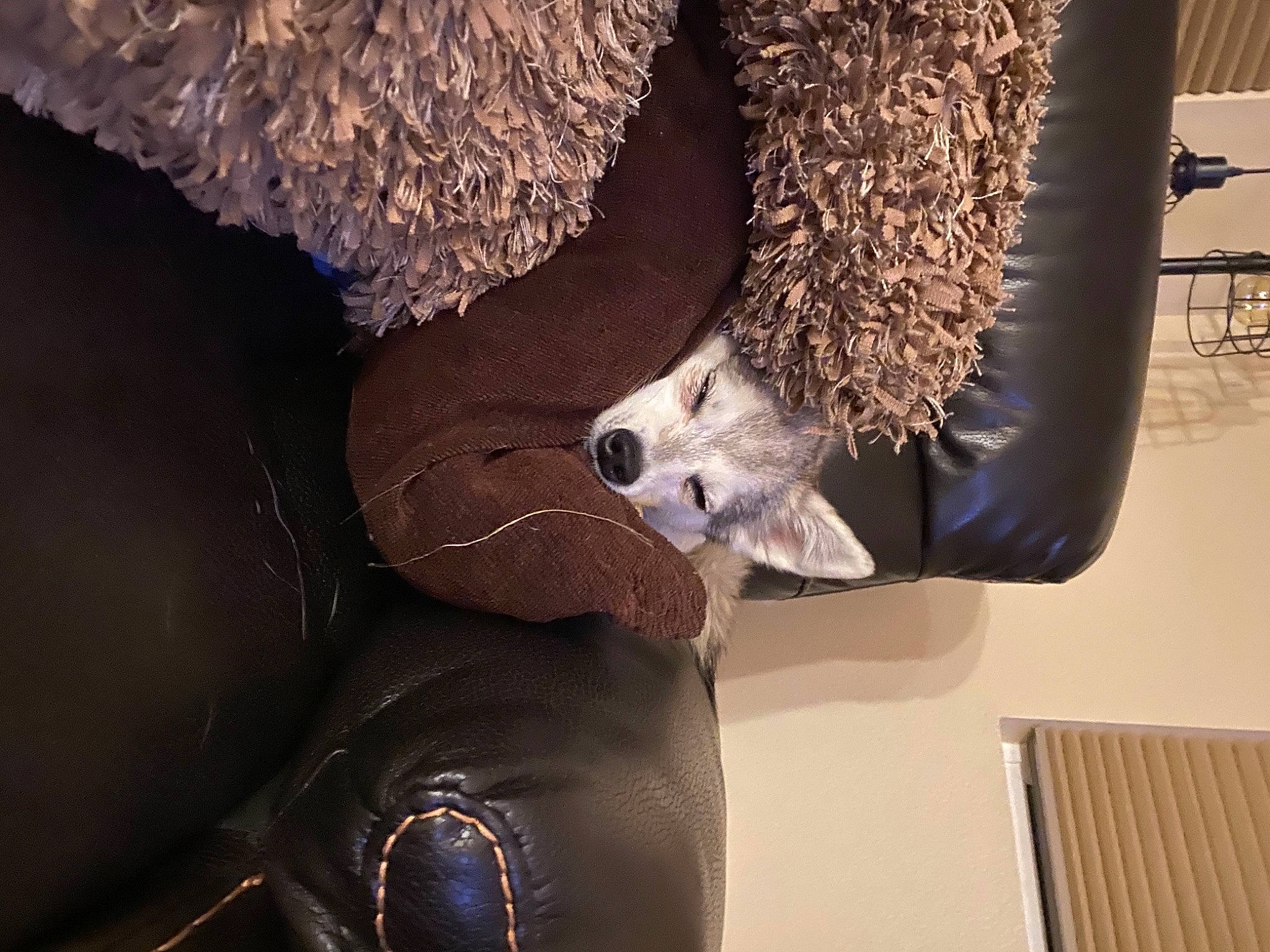 Ashlyn joined the competition — help win amazing prizes! automotive_design, canidae, carnivore, claw, companion_dog, dog_breed, felidae, fur, metal, mustelidae, procyonidae, small_to_medium_sized_cats, snout, sporting_group, stuffed_toy, tail, terrestrial_animal, vehicle_door, whiskers, wood