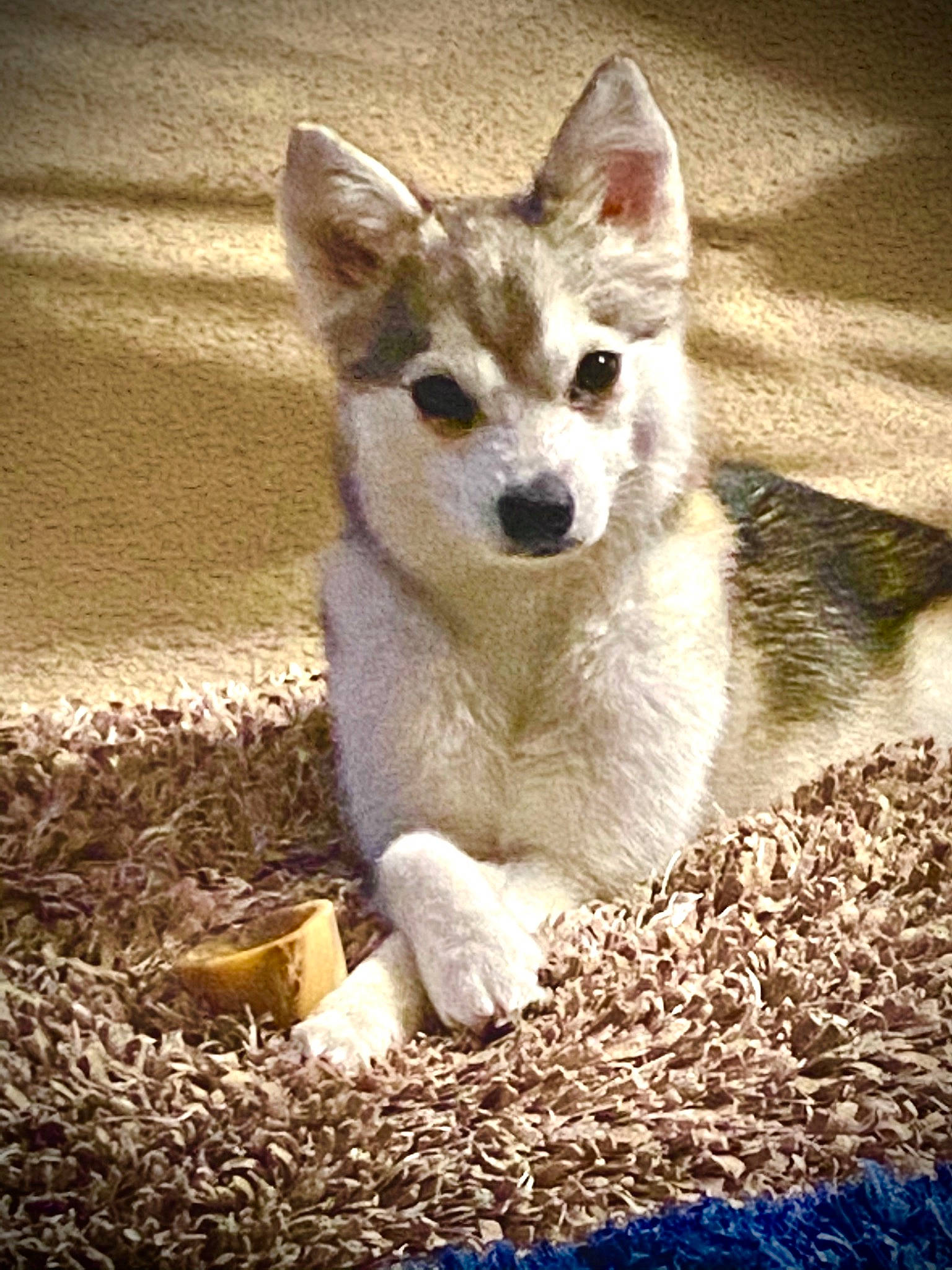 Ashlyn joined the competition — help win amazing prizes! canidae, canis, carnivore, companion_dog, dog, dog_breed, fawn, fur, non_sporting_group, soil, sporting_group, tail, terrestrial_animal, whiskers