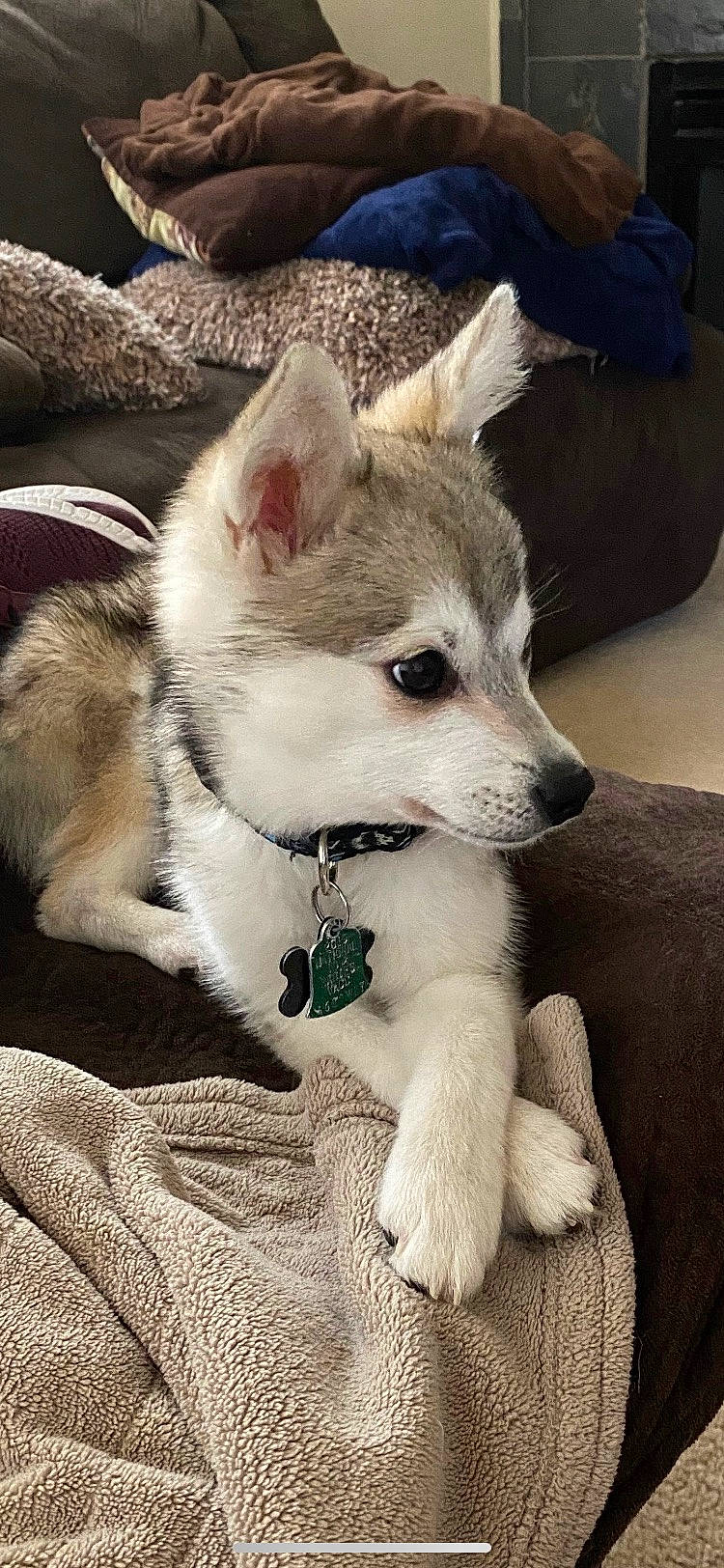 Ashlyn is registered to the contest to win money with this photo: canidae, canis, carnivore, collar, companion_dog, dog, dog_breed, dog_collar, dog_supply, fawn, fur, non_sporting_group, siberian_husky, snout, sporting_group, tail, terrestrial_animal, whiskers, working_animal, working_dog
