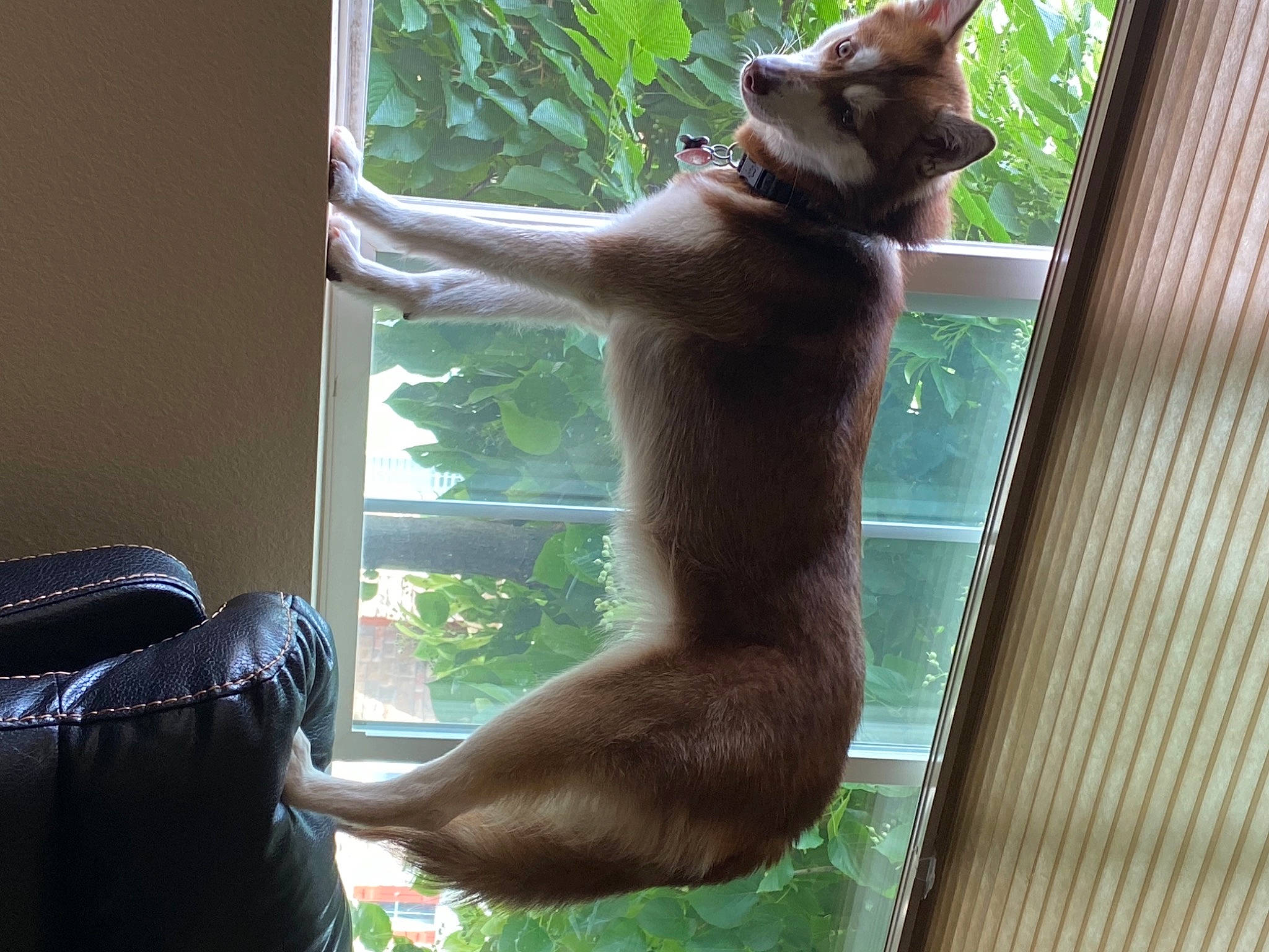 Cinder joined the competition — help win amazing prizes! carnivore, cat, cat_supply, comfort, domestic_short_haired_cat, fawn, felidae, fur, houseplant, luggage_and_bags, mammal, plant, small_to_medium_sized_cats, tail, terrestrial_animal, vertebrate, whiskers, wildlife, window, wood