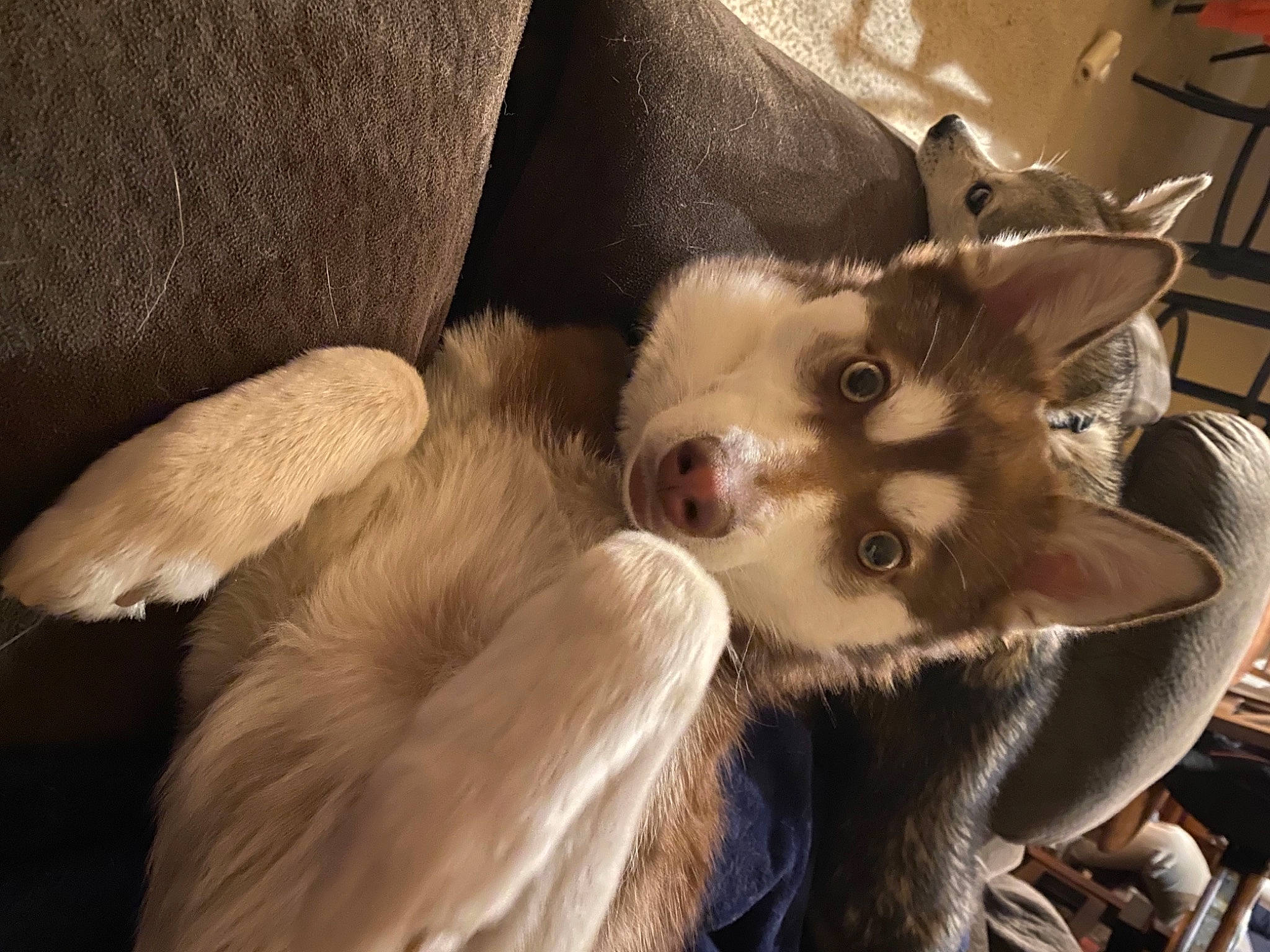 Cinder joined the competition — help win amazing prizes! birman, canidae, carnivore, cat, cg_artwork, claw, companion_dog, dog_breed, eyelash, fashion_accessory, fawn, felidae, fur, paw, siamese, small_to_medium_sized_cats, snout, tail, terrestrial_animal, whiskers