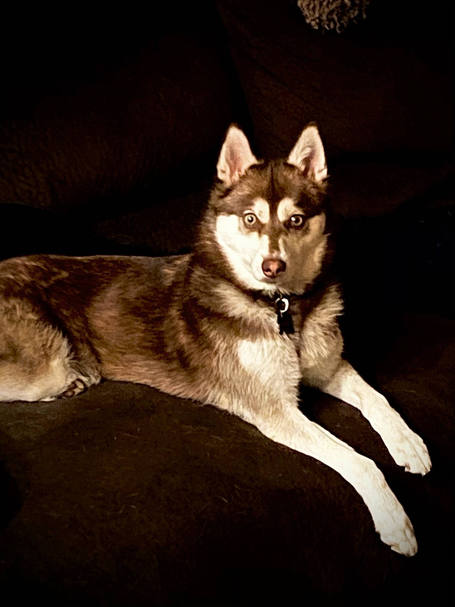 Cinder joined the competition — help win amazing prizes! canidae, canis, carnivore, companion_dog, dog, dog_breed, felidae, flash_photography, fur, human_leg, plant, small_to_medium_sized_cats, snout, tail, terrestrial_animal, tree, whiskers, wildlife, wood, working_animal