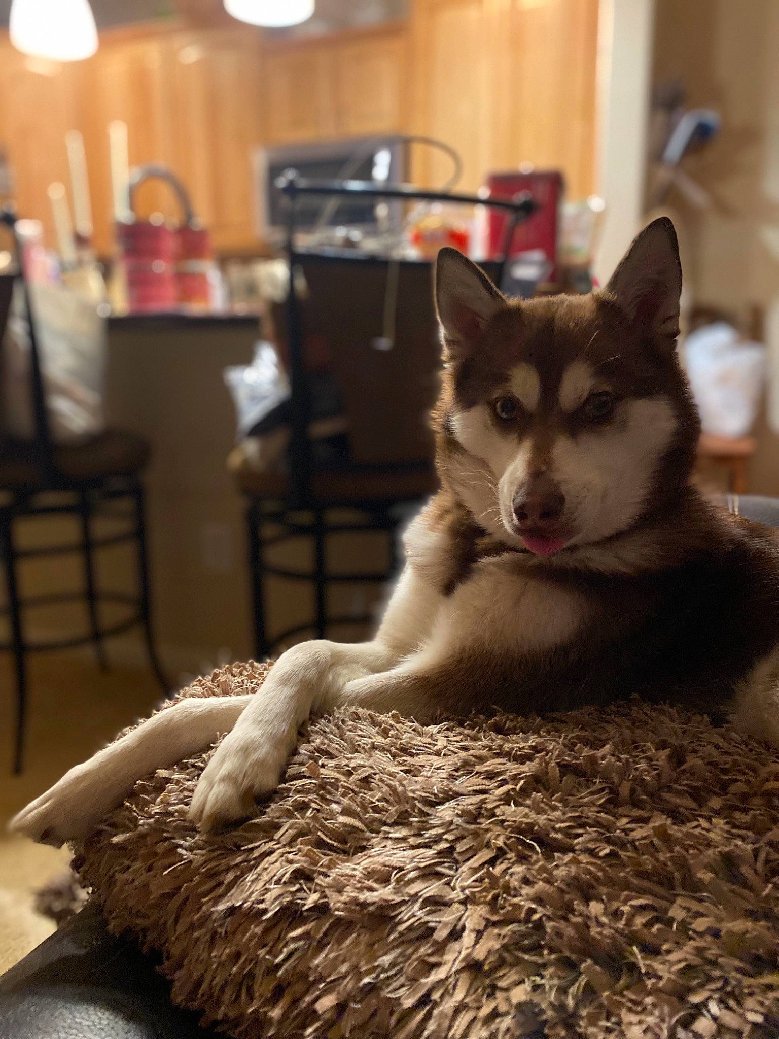 Cinder is registered to the contest to win money with this photo: carnivore, chair, comfort, dog, dog_breed, domestic_short_haired_cat, fashion_design, felidae, flooring, fur, light, lighting, room, sitting, sled_dog, small_to_medium_sized_cats, table, terrestrial_animal, whiskers, wood