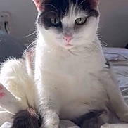 Mimi joined the competition — help win amazing prizes! cat, animal, pet, white, black, fur, indoor, bed, sunlight, cute, sitting, looking, face, whiskers, ears, window, cozy, soft, relaxed, feline