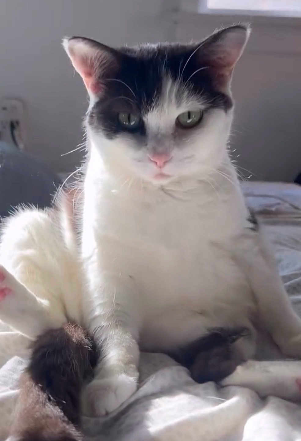 Mimi joined the competition — help win amazing prizes! cat, animal, pet, white, black, fur, indoor, bed, sunlight, cute, sitting, looking, face, whiskers, ears, window, cozy, soft, relaxed, feline