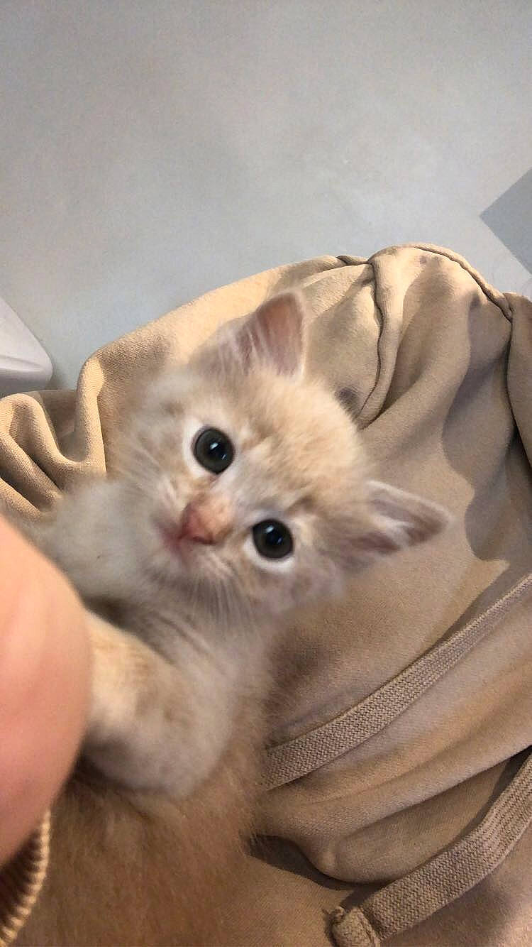 Ribella a rejoint le concours — aidez-le/la à gagner de superbes lots ! asian, asian_semi_longhair, british_longhair, british_semi_longhair, burmilla, carnivore, cat, domestic_long_haired_cat, ear, fawn, felidae, kitten, mammal, munchkin, persian, ragamuffin, ragdoll, singapura, small_to_medium_sized_cats, whiskers