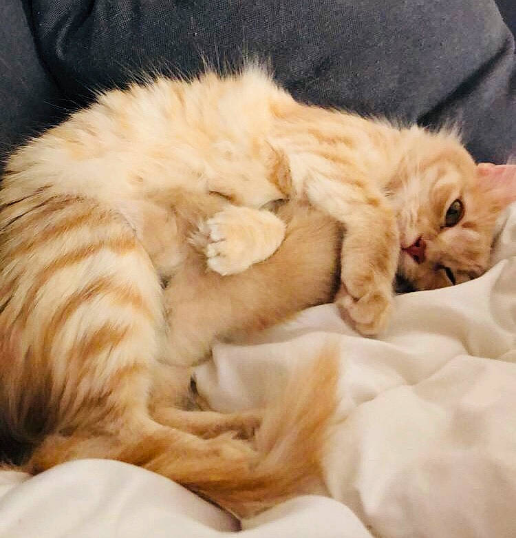 Ribella participe au concours pour gagner de l'argent avec cette photo : american_curl, asian, british_semi_longhair, carnivore, cat, claw, domestic_long_haired_cat, ear, felidae, fur, kitten, mammal, nap, norwegian_forest_cat, paw, ragamuffin, siberian, sleep, small_to_medium_sized_cats, whiskers