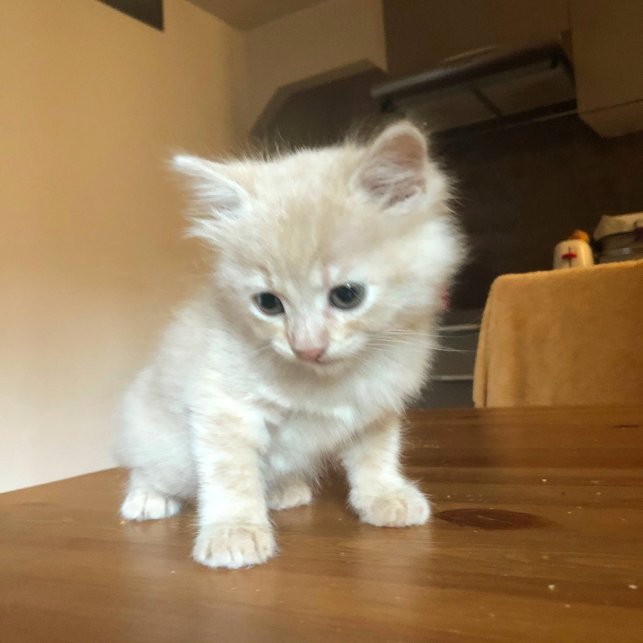 Ribella a rejoint le concours — aidez-le/la à gagner de superbes lots ! asian_semi_longhair, british_semi_longhair, burmilla, carnivore, cat, domestic_long_haired_cat, eye, felidae, fur, kitten, mammal, nose, ragamuffin, ragdoll, skin, small_to_medium_sized_cats, turkish_angora, turkish_van, vertebrate, whiskers