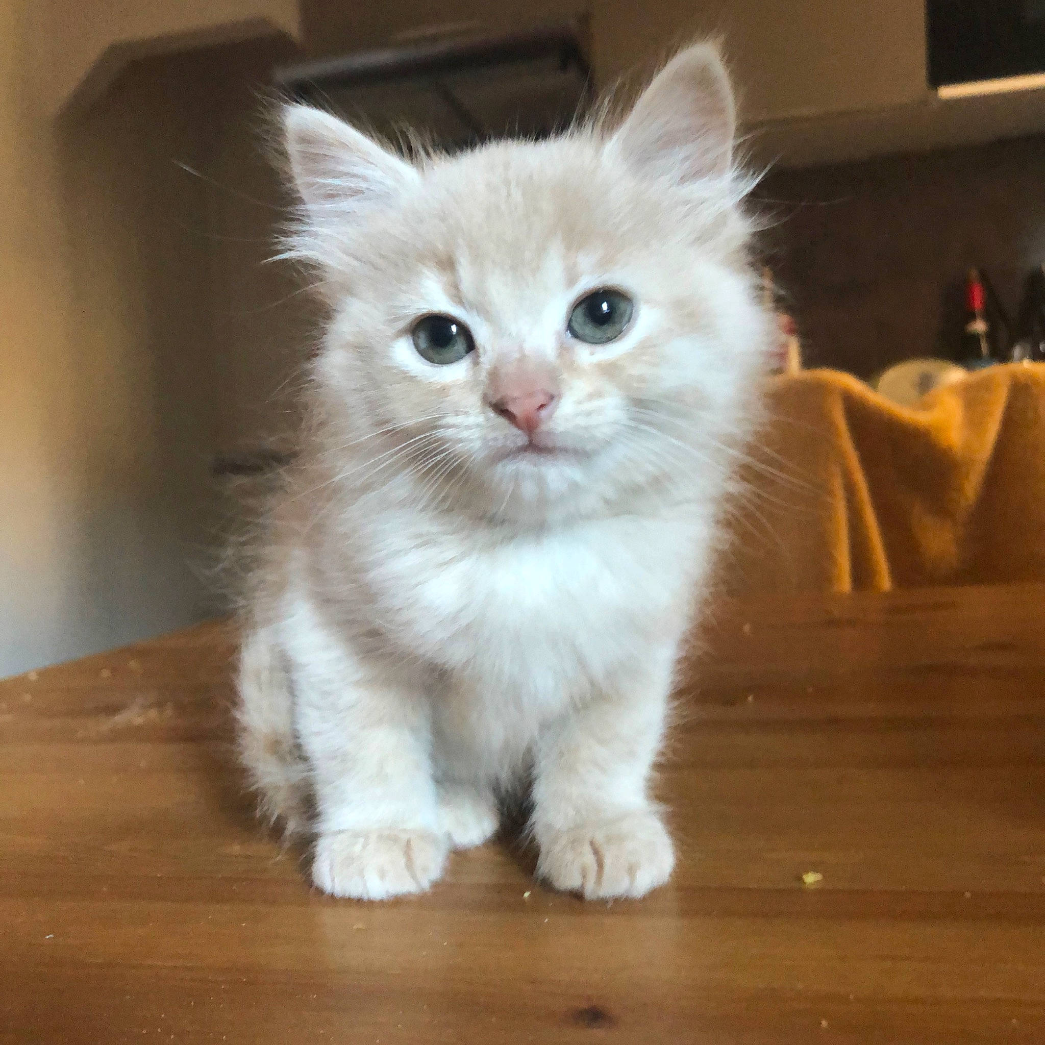 Ribella participe au concours pour gagner de l'argent avec cette photo : american_curl, asian, asian_semi_longhair, british_semi_longhair, burmilla, carnivore, cat, domestic_long_haired_cat, eye, felidae, kitten, mammal, napoleon_cat, norwegian_forest_cat, ragamuffin, small_to_medium_sized_cats, turkish_angora, turkish_van, vertebrate, whiskers