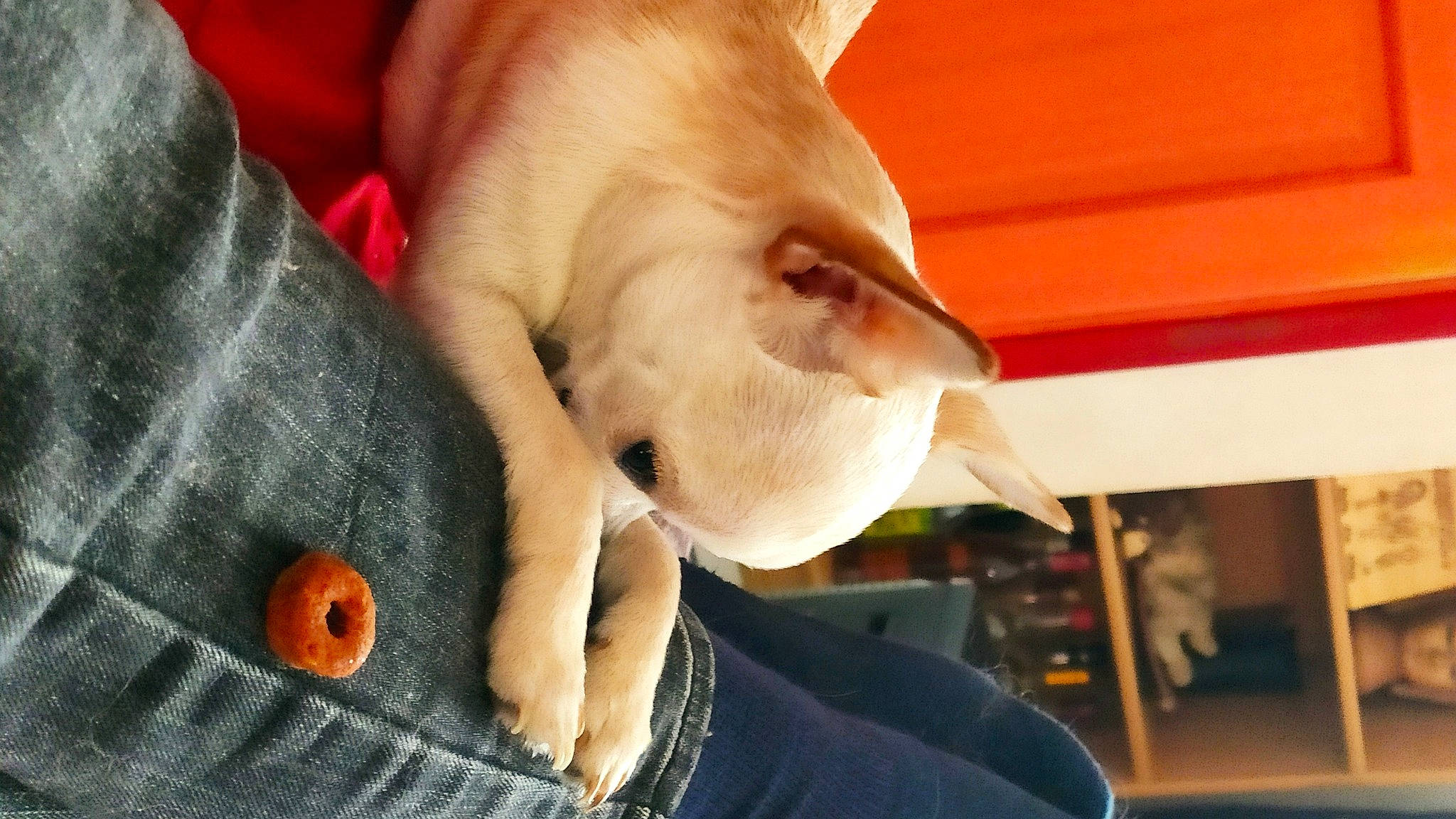 Tao participe au concours pour gagner de l'argent avec cette photo : button, carnivore, comfort, companion_dog, denim, dog_breed, domestic_short_haired_cat, ear, fawn, felidae, finger, foot, fur, gesture, human_leg, nail, paw, small_to_medium_sized_cats, tail, whiskers