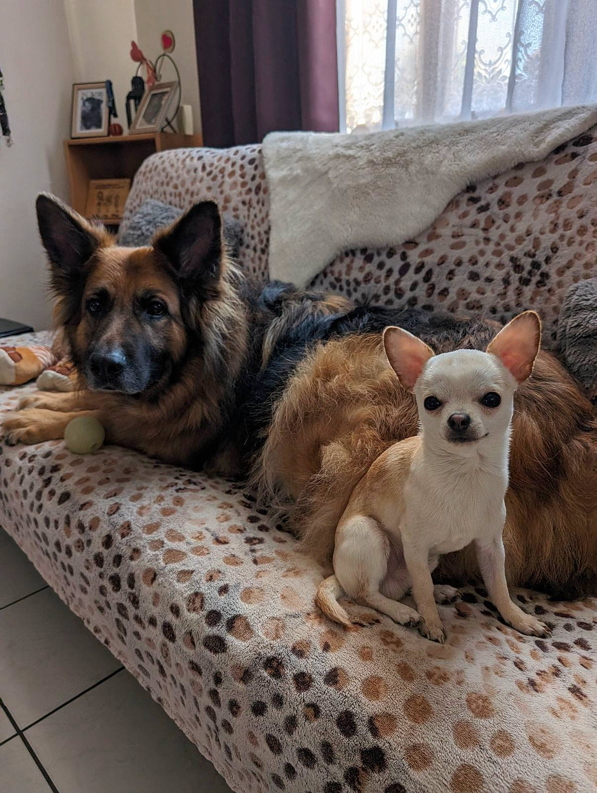 Tao participe au concours pour gagner de l'argent avec cette photo : carnivore, comfort, companion_dog, couch, dog, dog_breed, dog_supply, fawn, felidae, flooring, fur, linens, living_room, picture_frame, pillow, snout, sporting_group, toy_dog, whiskers, working_animal