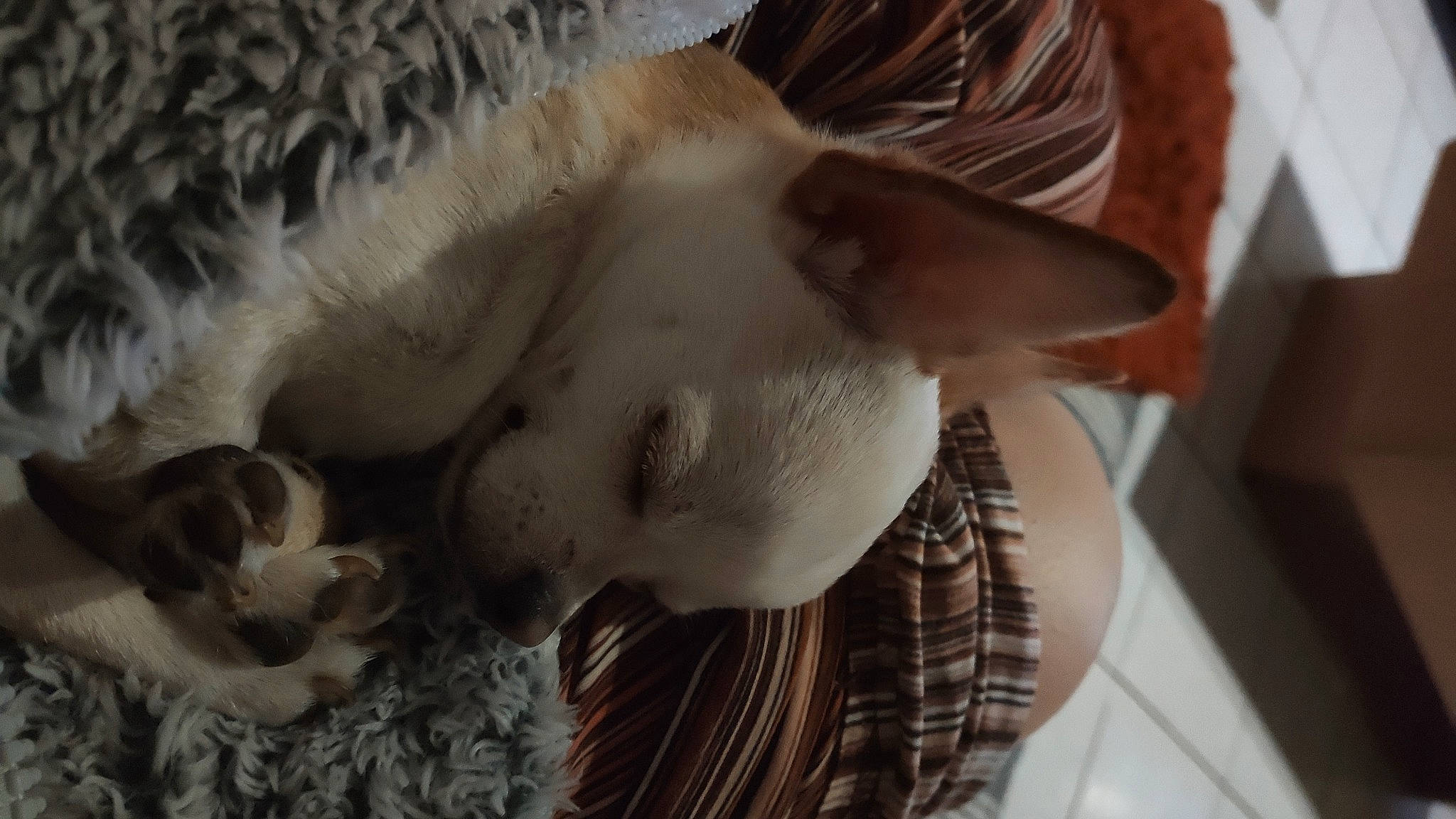 Tao participe au concours pour gagner de l'argent avec cette photo : basket, carnivore, companion_dog, eyelash, fawn, feather, felidae, fur, headgear, linens, serveware, small_to_medium_sized_cats, snout, tableware, tail, toy, whiskers, wildlife, wing, wood