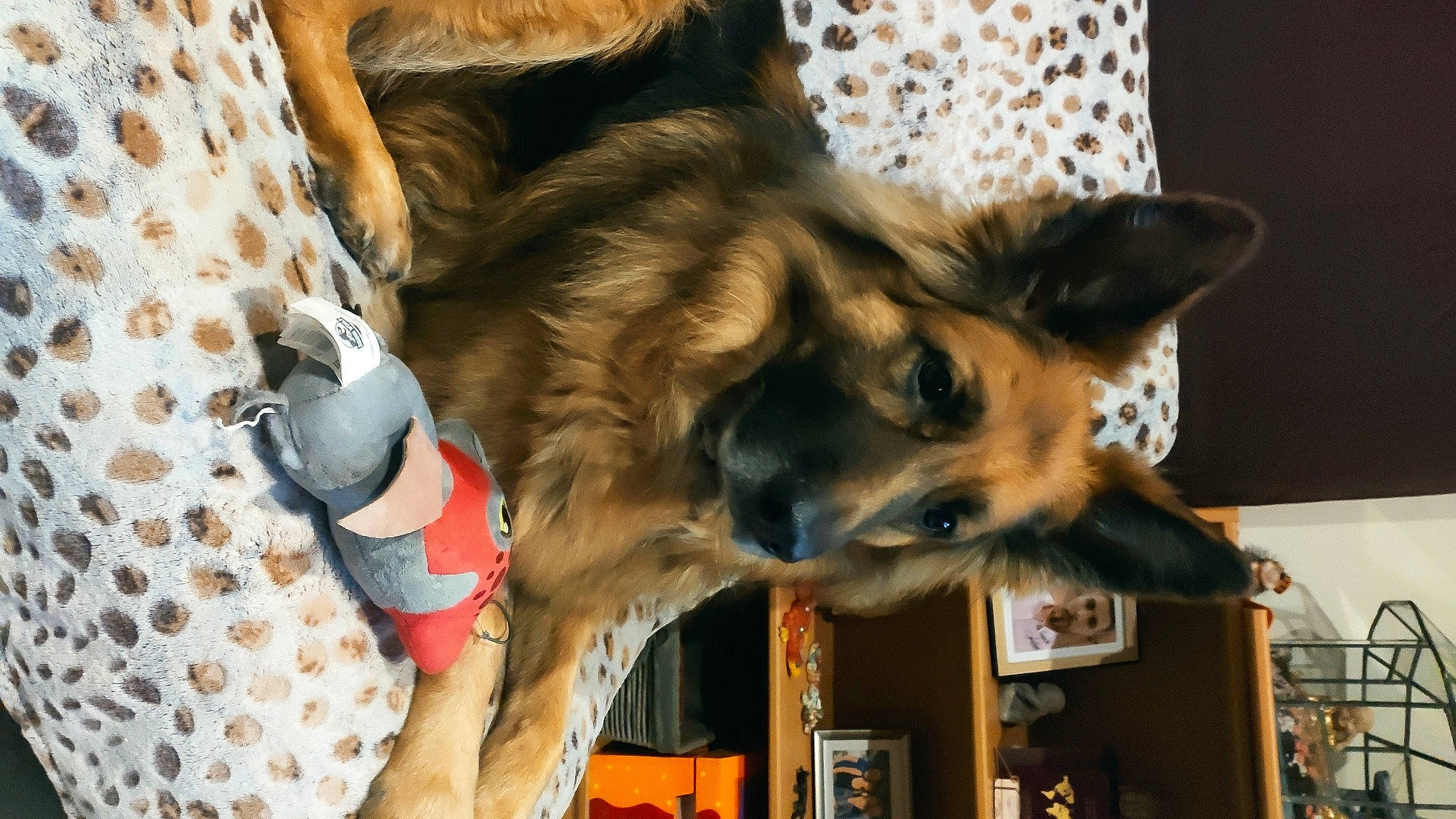 Nessy a rejoint le concours — aidez-le/la à gagner de superbes lots ! bottle, canidae, carnivore, collar, companion_dog, dog, dog_breed, dog_supply, east_european_shepherd, fawn, felidae, fur, german_shepherd_dog, herding_dog, king_shepherd, old_german_shepherd_dog, snout, sporting_group, tree, water_bottle