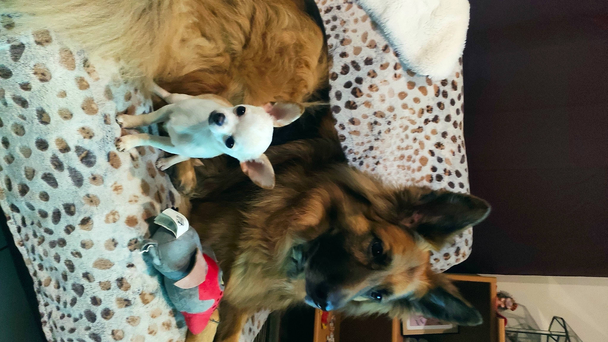 Nessy a rejoint le concours — aidez-le/la à gagner de superbes lots ! carnivore, collar, companion_dog, dog, dog_breed, dog_clothes, dog_supply, fawn, felidae, fur, german_shepherd_dog, mammal, paw, plant, snout, tail, toy, toy_dog, vertebrate, working_animal