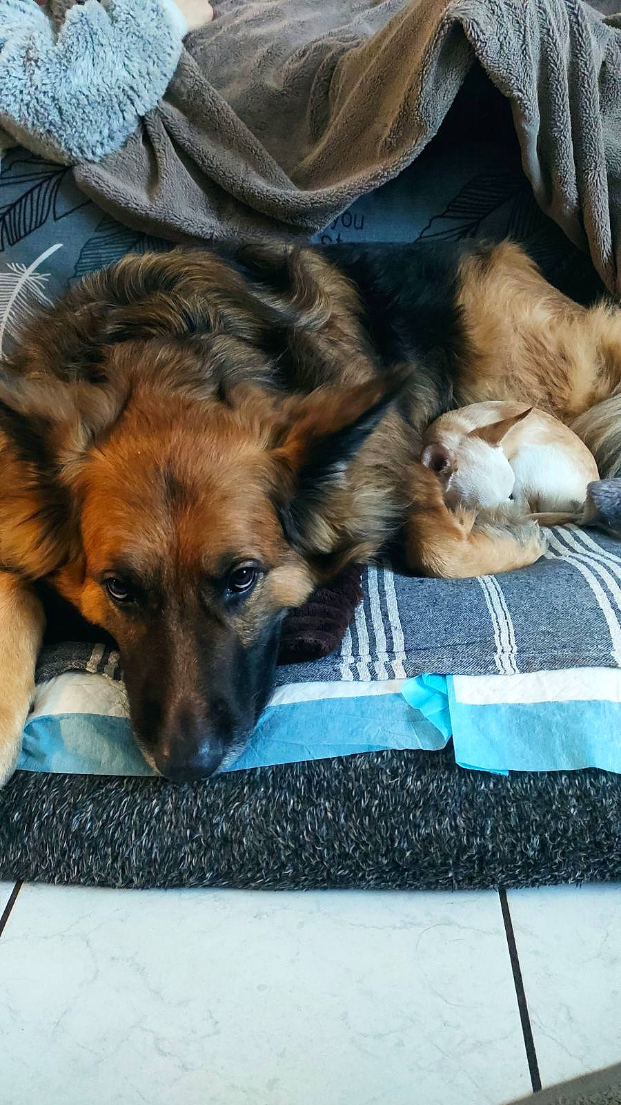 Nessy a rejoint le concours — aidez-le/la à gagner de superbes lots ! canidae, carnivore, comfort, companion_dog, dog, dog_breed, fur, guard_dog, linens, nap, paw, rectangle, sporting_group, street_dog, terrestrial_animal, whiskers, working_dog