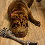 dog, brown_dog, wrinkly_dog, rope_toy, floor, wooden_floor, pet, domestic_animal, canine, lying_down, resting, indoors, play_toy, collar, sleepy, cute, animal, close_up, fur, paw