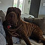 China joined the competition — help win amazing prizes! dog, shar_pei, brown, wrinkled_skin, pet, couch, pillow, indoor, living_room, home, furniture, relaxed, animal, canine, laying_down, collar, tag, cozy, window, daylight