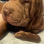 dog, shar_pei, wrinkles, paw, sleepy, resting, indoor, bed, blanket, fur, ears, closeup, pet, canine, animal, soft, couch, relaxed, nose, face