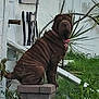 China joined the competition — help win amazing prizes! dog, wrinkled, brown, pet, collar, outdoor, garden, grass, fence, plant, stone_pedestal, sitting, animal, nature, canine, leaf, background, quiet, still, daylight