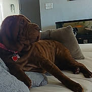 China is registered to the contest to win money with this photo: dog, couch, blanket, pet, indoor, living_room, fish_tank, pillow, brown_dog, relaxing, fur, collar, home_decor, animal, companion, resting, cute, cozy, canine, household