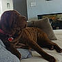 dog, couch, blanket, pet, indoor, living_room, fish_tank, pillow, brown_dog, relaxing, fur, collar, home_decor, animal, companion, resting, cute, cozy, canine, household
