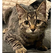 Arthemis a rejoint le concours — aidez-le/la à gagner de superbes lots ! cat, tabby, feline, pet, animal, whiskers, curious, close_up, soft_surface, indoor, fur, ears, paws, eyes, mammal, cute, playful, domestic_animal, portrait, crouching