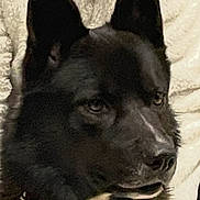 Helios a rejoint le concours — aidez-le/la à gagner de superbes lots ! dog, black_dog, close_up, pet, animal, fur, ears, collar, white_patch, portrait, indoor, cozy, looking_away, canine, muzzle, snout, alert, texture, blanket, companion