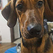 Stella a rejoint le concours — aidez-le/la à gagner de superbes lots ! dog, close_up, indoor, brown_dog, pet, animal, canine, ears, nose, fur, curious, looking, portrait, blurry_background, furniture, blanket, living_room, expression, muzzle, eyes
