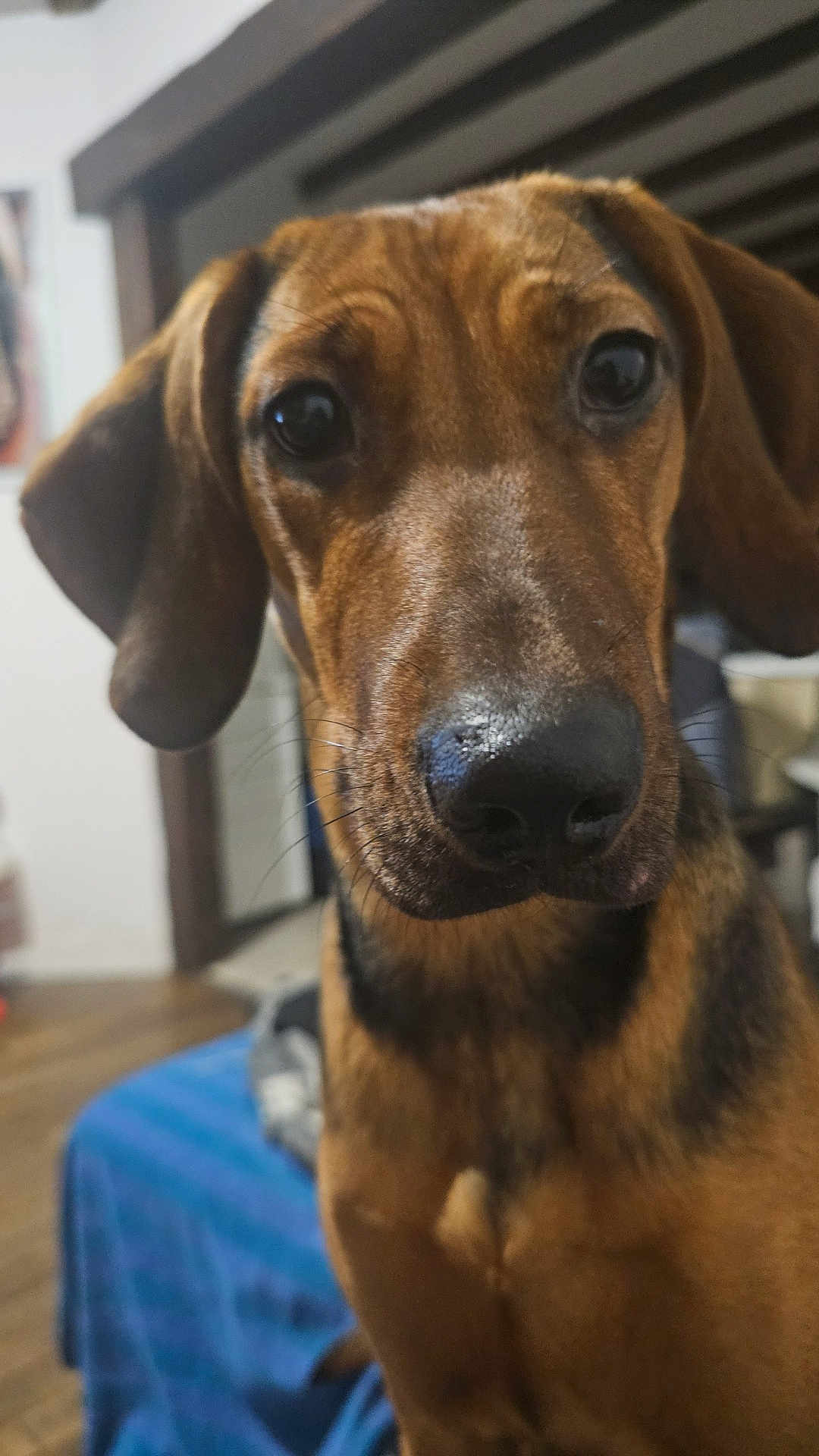Stella a rejoint le concours — aidez-le/la à gagner de superbes lots ! dog, close_up, indoor, brown_dog, pet, animal, canine, ears, nose, fur, curious, looking, portrait, blurry_background, furniture, blanket, living_room, expression, muzzle, eyes