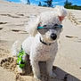 dog, white_dog, sunglasses, beach, sand, sunny, summer, pet, canine, curly_fur, green_shorts, outdoor, animal, sunshine, vacation, footprints, relaxing, cute, fashion, fun
