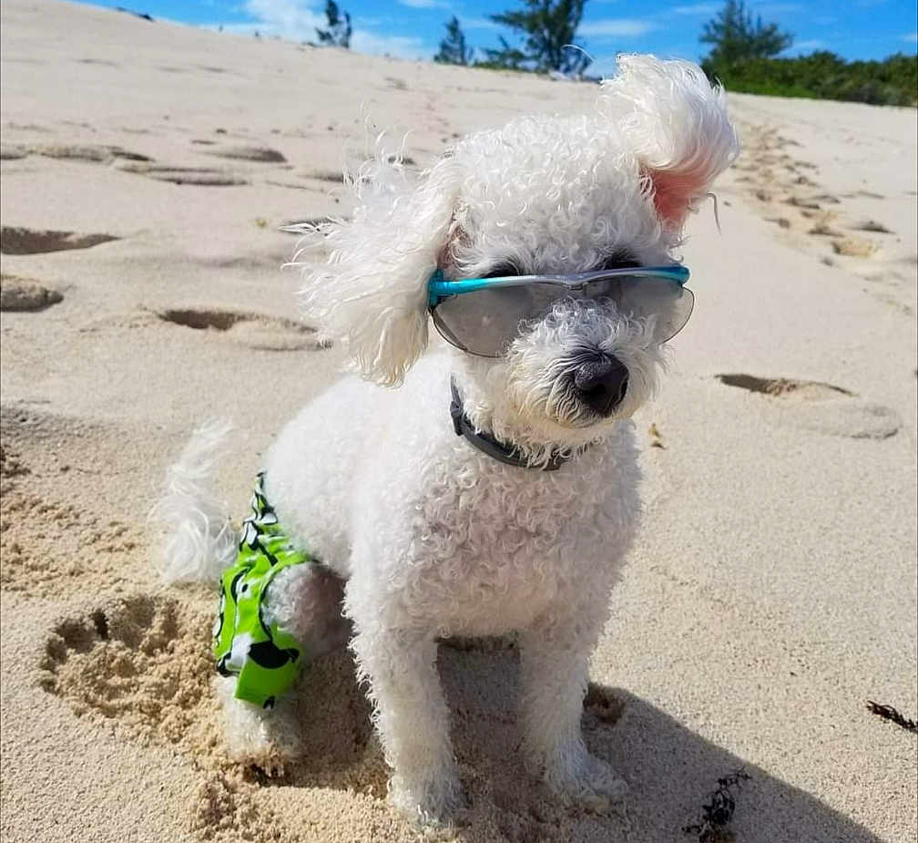Tucker joined the competition — help win amazing prizes! dog, white_dog, sunglasses, beach, sand, sunny, summer, pet, canine, curly_fur, green_shorts, outdoor, animal, sunshine, vacation, footprints, relaxing, cute, fashion, fun