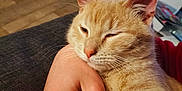 Yuko a rejoint le concours — aidez-le/la à gagner de superbes lots ! cat, comfort, couch, cozy, domestic, ears, feline, fur, hand, home, hugging, indoor, nose, orange_tabby, paw, person, pet, relaxed, sleepy, whiskers
