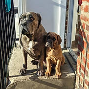Arkos Et Paloma a rejoint le concours — aidez-le/la à gagner de superbes lots ! dog, puppy, adult_dog, pets, outdoor, sunlight, concrete, step, door, brick_wall, railing, brown_dog, gray_dog, animal, companions, sitting, curious, closeup, shadow, portrait