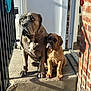 dog, puppy, adult_dog, pets, outdoor, sunlight, concrete, step, door, brick_wall, railing, brown_dog, gray_dog, animal, companions, sitting, curious, closeup, shadow, portrait