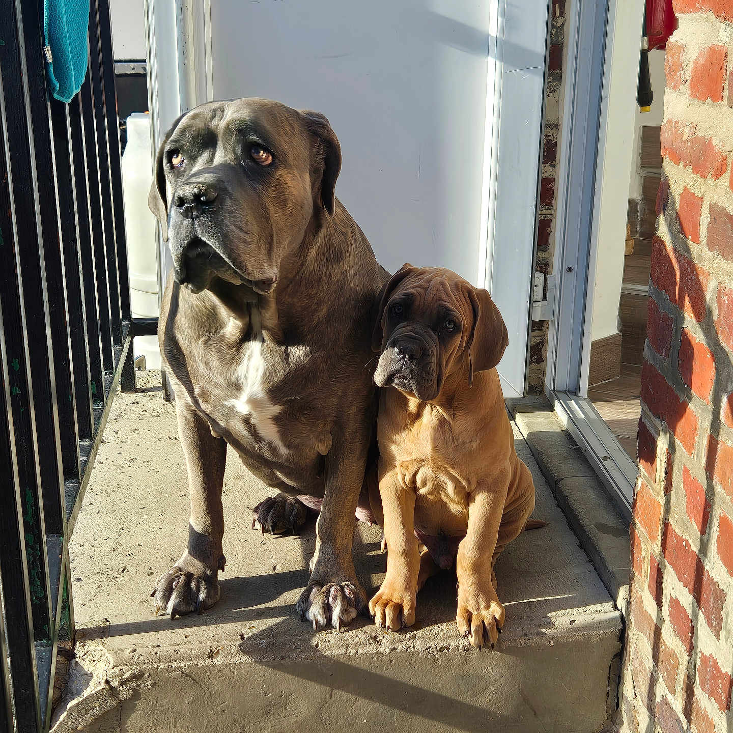 Arkos Et Paloma a rejoint le concours — aidez-le/la à gagner de superbes lots ! adult_dog, animal, brick_wall, brown_dog, closeup, companions, concrete, curious, dog, door, gray_dog, outdoor, pets, portrait, puppy, railing, shadow, sitting, step, sunlight