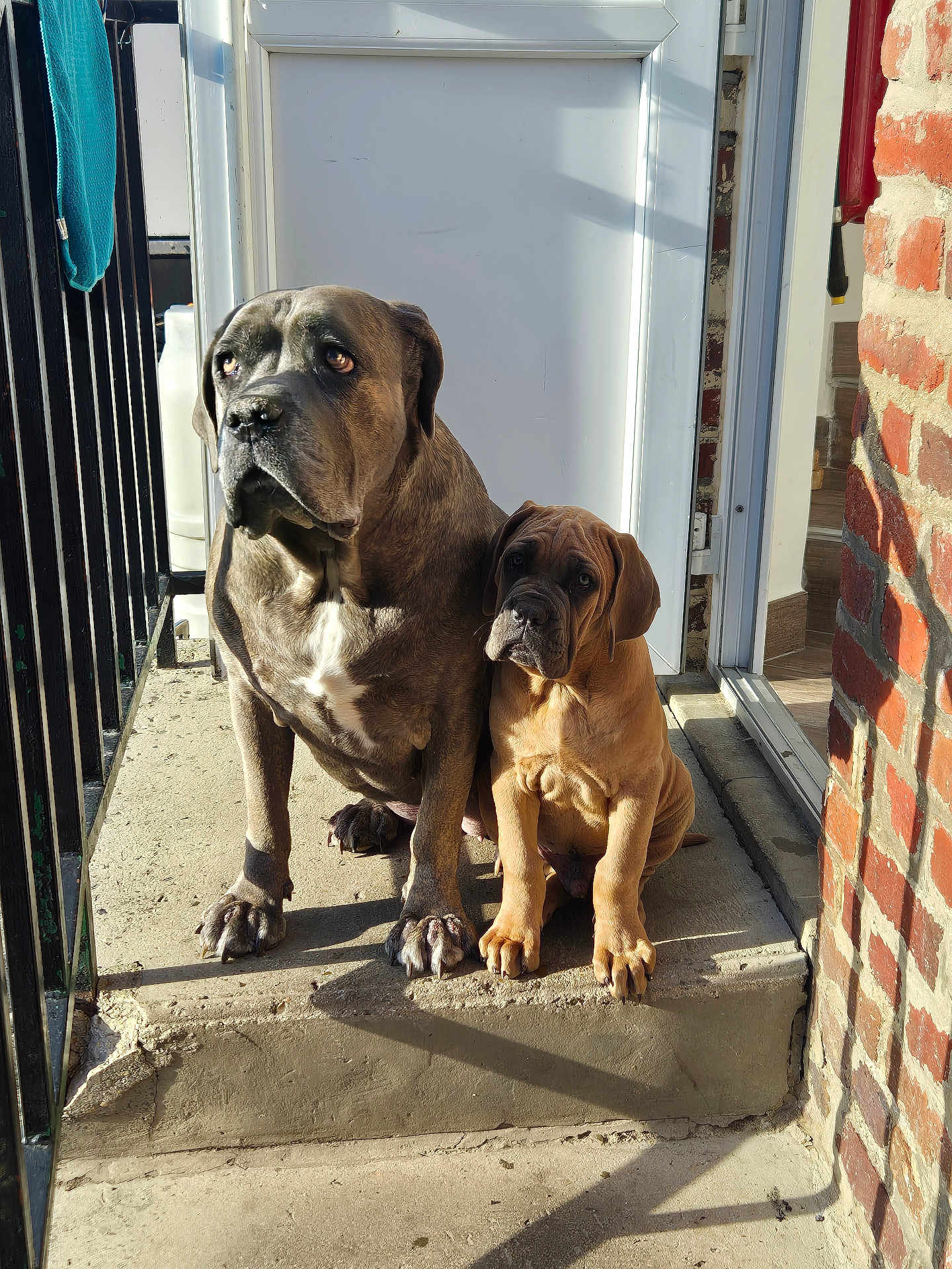 Arkos Et Paloma a rejoint le concours — aidez-le/la à gagner de superbes lots ! dog, puppy, adult_dog, pets, outdoor, sunlight, concrete, step, door, brick_wall, railing, brown_dog, gray_dog, animal, companions, sitting, curious, closeup, shadow, portrait