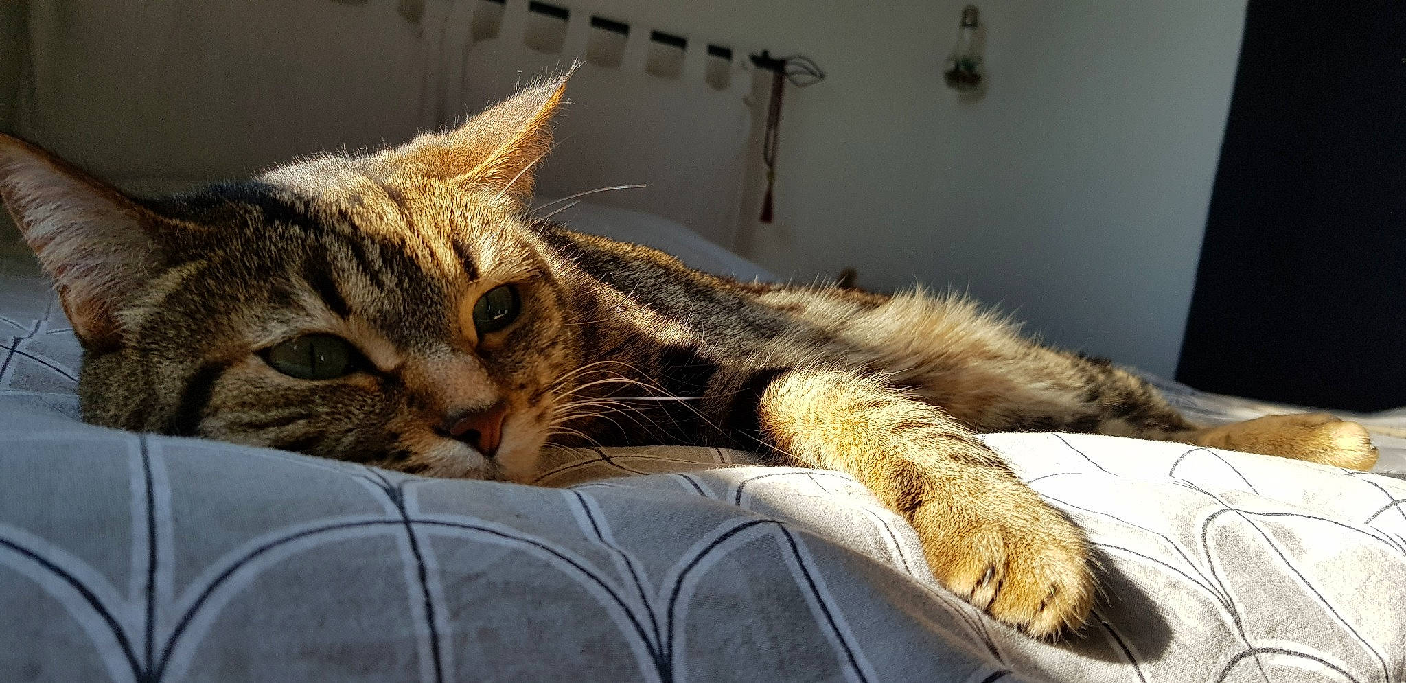 Naya a rejoint le concours — aidez-le/la à gagner de superbes lots ! american_shorthair, asian, bengal, california_spangled, carnivore, cat, claw, domestic_short_haired_cat, dragon_li, european_shorthair, felidae, fur, mammal, paw, pixie_bob, small_to_medium_sized_cats, snout, tabby_cat, vertebrate, whiskers