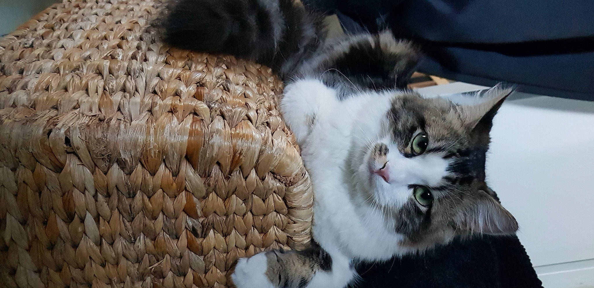 Pacha a rejoint le concours — aidez-le/la à gagner de superbes lots ! aegean_cat, american_wirehair, british_semi_longhair, carnivore, cat, domestic_long_haired_cat, domestic_short_haired_cat, european_shorthair, felidae, fur, kitten, maine_coon, mammal, norwegian_forest_cat, polydactyl_cat, ragamuffin, small_to_medium_sized_cats, snout, tail, whiskers