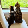 back_view, bengal_cat, cat, cats, chair, companionship, cozy, cushion, feline, grass_outside, hug, indoor, paw, pet, sitting, stripes, tabby, two_cats, window, windowsill